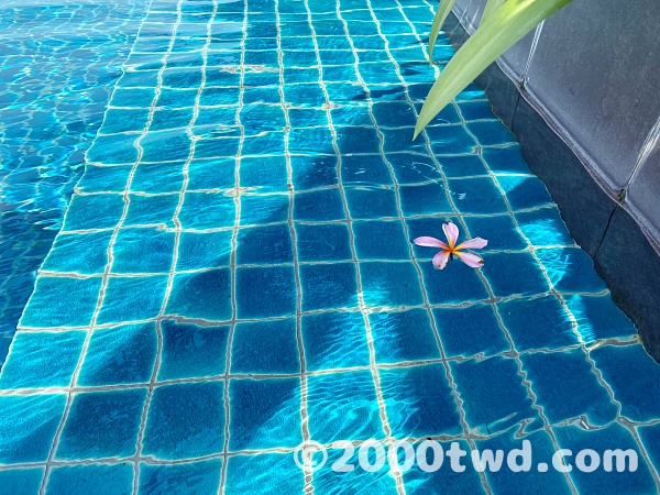 プールの水面に浮かぶ花
