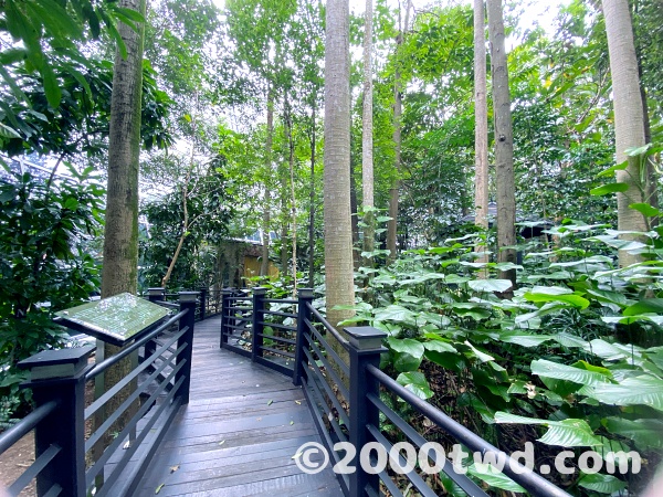 マレーシアの森林を再現した中庭